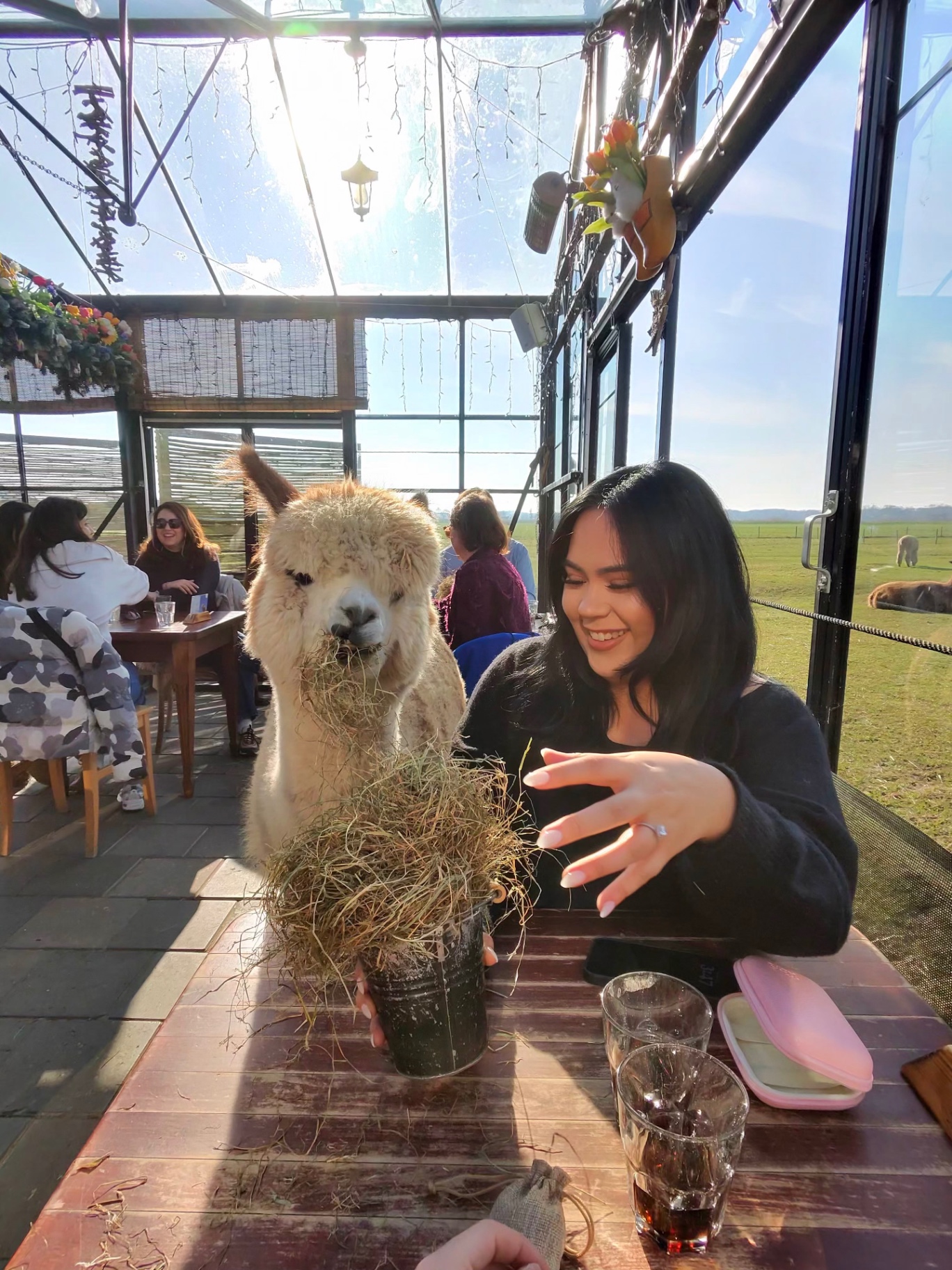 Alpaca café outside Amsterdam